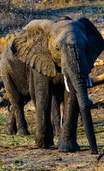 Fototapeta premium Adult African elephants are standing side-by-side in a grassy savannah environment