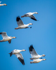 A flock of snow geese near El Nido, California.