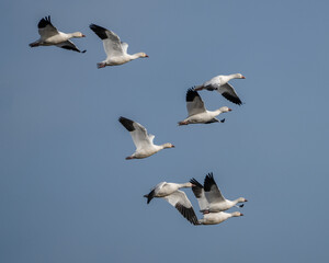 A flock of snow geese flying near El Nido, California.