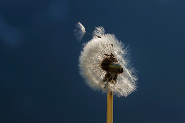 Wind blows a seed away from dandelion seed head.