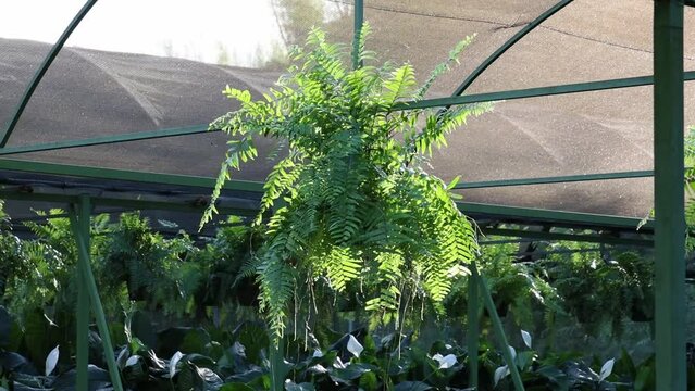Pot of fishbone fern plant hanging in a greenhouse in a nursery on a sunny day