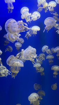 Vertical footage of a swarm of jellyfish swimming in a clear water with dark blue background