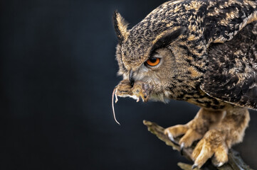 Majestic Eurasian eagle-owl with a mouse