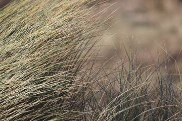 Closeup shot of tall grass swaying in the wind