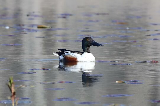 Image of a breeding male Northern Shoveler paddling in a marsh at Tommy Thompson Conservation Are