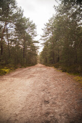 Scenic pathway surrounded by trees and foliage in Fontainebleau Forest