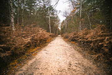 Scenic pathway surrounded by trees and foliage in Fontainebleau Forest