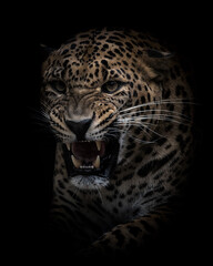 Sri Lankan leopard in a dark environment with its mouth open, revealing its sharp teeth