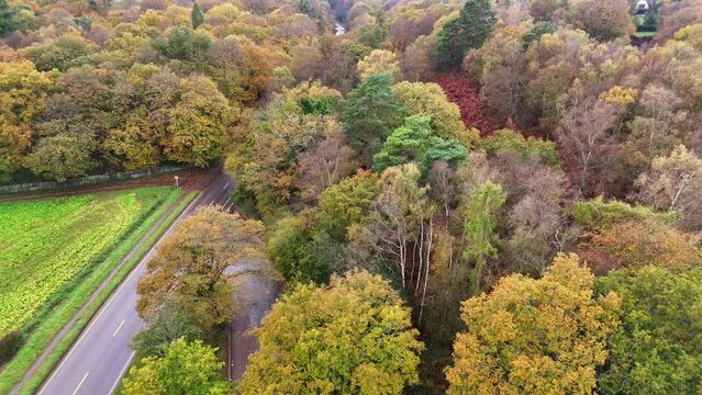 Drone footage of cars driving on a road passing through colorful vibrant woods in Oxted, England