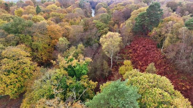 Drone footage of cars driving on a road passing through colorful woods in Oxted, Surrey, England