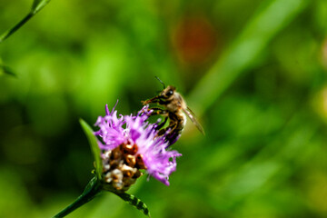 Bee on a pink flower with green blurred background