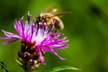 Bee on purple flower hunting for pollen