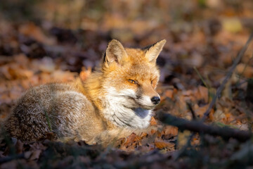 Naklejka na ściany i meble Beautiful orange fox sits among the autumn foliage in a forest setting.