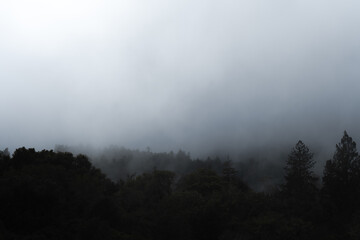 Scenic view of lush green trees on the edge of a mountain, enveloped by a mysterious misty fog