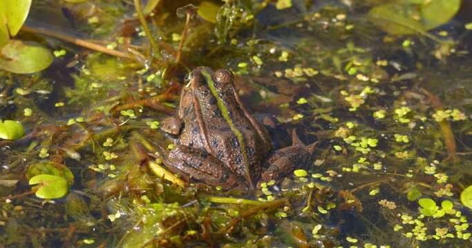 Close up shot of Balkan frog on a pond from behind