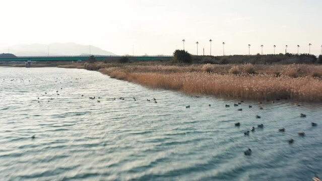 Drone flight over river and beach with waterbirds at sunset Miyazaki Japan