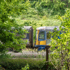 Abandoned metro train carriages amongst the trees
