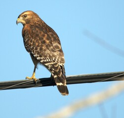 red tailed hawk