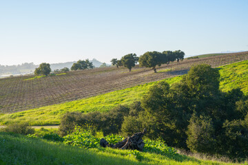 Fototapeta na wymiar A wine grape vine in a rows, green hills, and oak trees, San Luis Obispo Valley in California in late winter