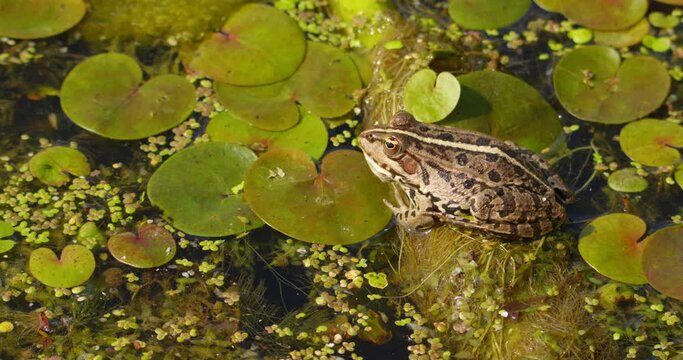 Balkan frog standing still on a leaf of water lily on pond surface in Serbia