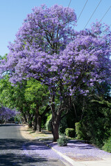 Blooming purple jacaranda tree landscape street Adelaide South Australia