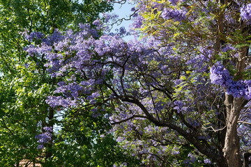 Blooming purple jacaranda tree landscape street Adelaide South Australia