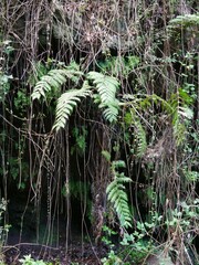 Wanderung zum Cubo de la Galga auf La Palma