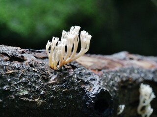 Pilze am Baumstamm auf La Palma