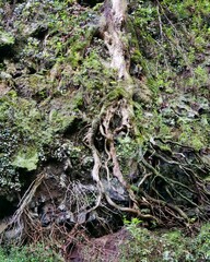 Wanderung zum Cubo de la Galga auf La Palma