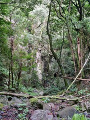Wanderung zum Cubo de la Galga auf La Palma