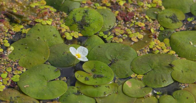 A small white flower of common frogbit growing around large green leaves on pond