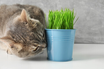 Cute cat near fresh green grass on white surface - Powered by Adobe
