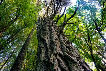 Old detailed tree trunk in forest - looking up in a forest  