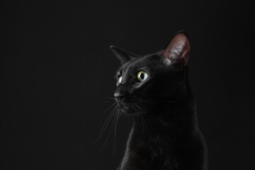 Adorable cat on black background, space for text. Lovely pet