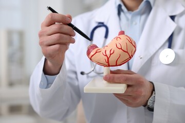 Gastroenterologist showing human stomach model in clinic, closeup