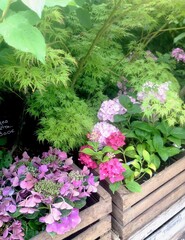 MASSIF HORTENSIAS, AZALÉES ET FEUILLAGES