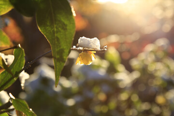 朝日に照らされた、雪が積もった蝋梅の美しい黄色い花