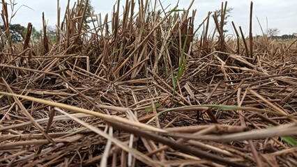 Rice stubble resulting from harvesting