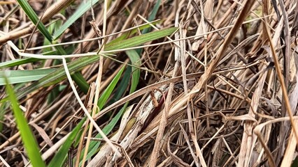 Many rice plants lean over each other.