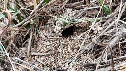 Habitat of black ants