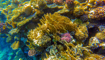 Fototapeta na wymiar coral reef with inhabitants for background