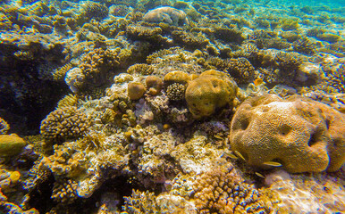 coral reef with inhabitants for background