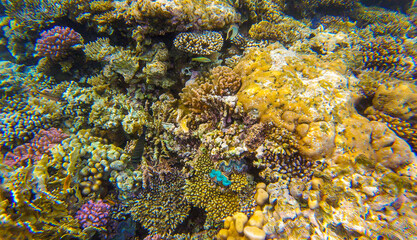 coral reef with inhabitants for background