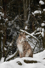A Lynx In The Forest