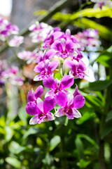 Fototapeta premium Beautiful orchid flowers in the garden