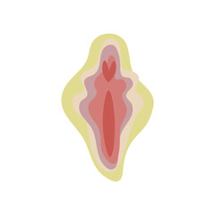 Female vulva on white background