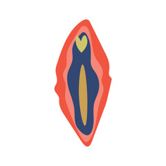 Female vulva on white background