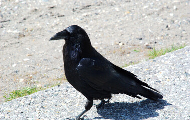 Raven Crow black bird in Yellowstone National Park, Wyoming and Montana. Northwest. Yellowstone is...