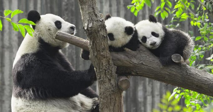Mother panda guards two sleeping cubs The Warm Life of a Panda Family
