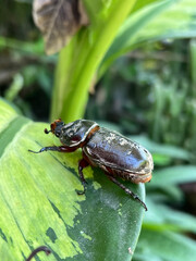 close up beetle on green leaf